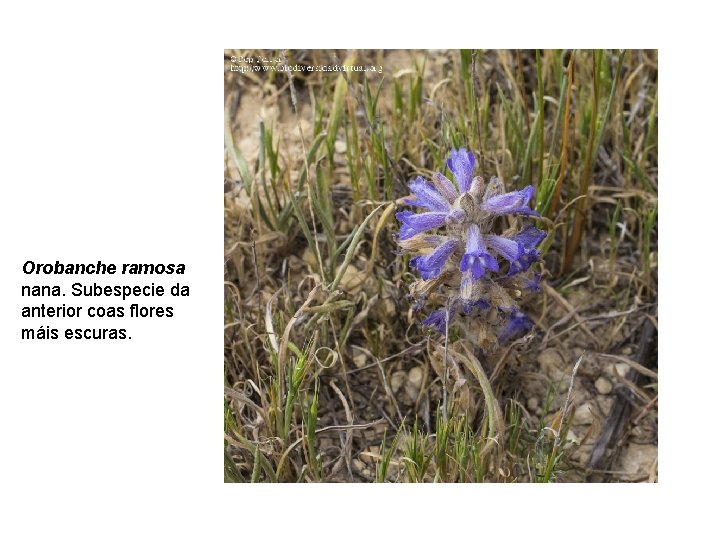 Orobanche ramosa nana. Subespecie da anterior coas flores máis escuras. 