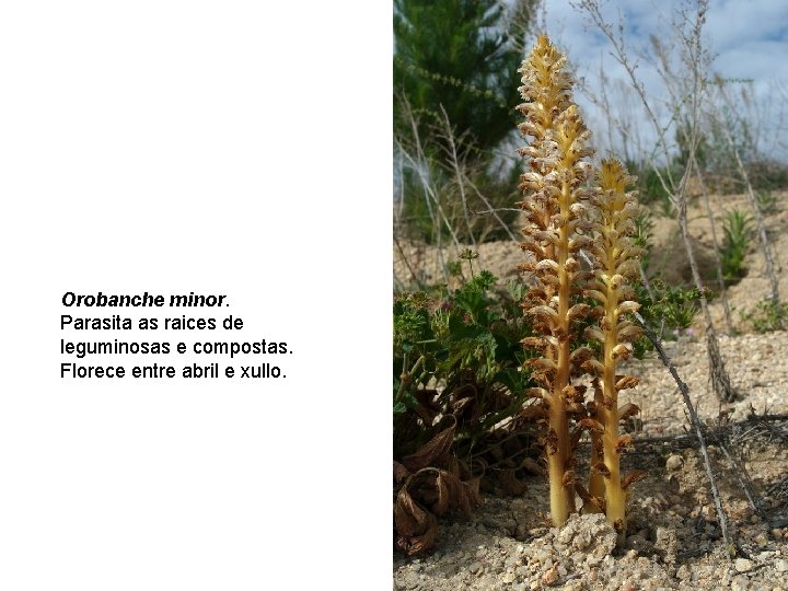 Orobanche minor. Parasita as raices de leguminosas e compostas. Florece entre abril e xullo.