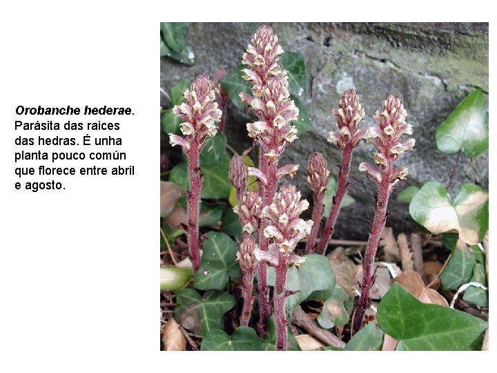 Orobanche hederae. Parásita das raices das hedras. É unha planta pouco común que florece