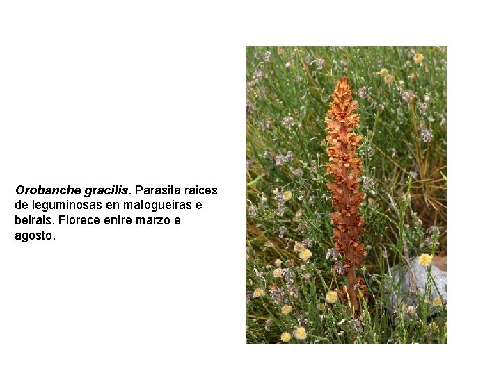 Orobanche gracilis. Parasita raices de leguminosas en matogueiras e beirais. Florece entre marzo e