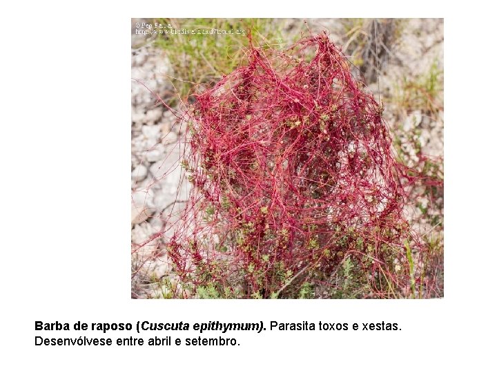 Barba de raposo (Cuscuta epithymum). Parasita toxos e xestas. Desenvólvese entre abril e setembro.