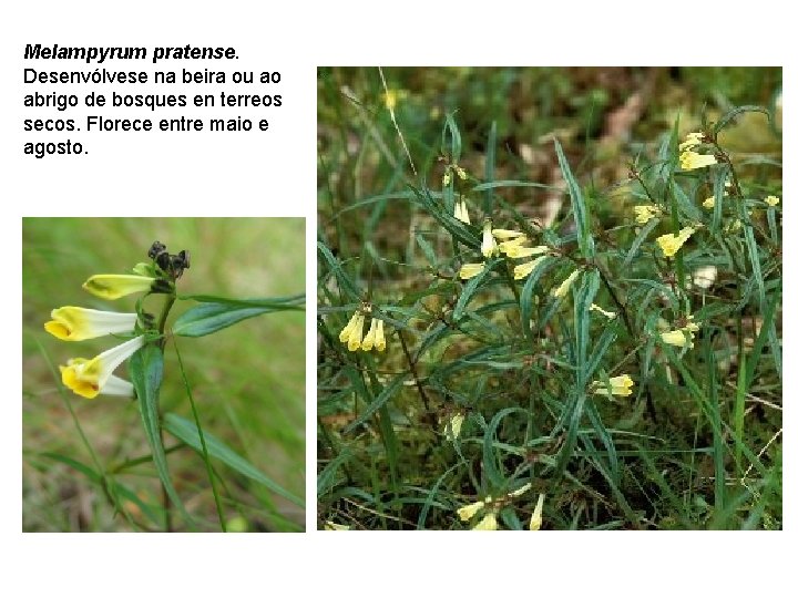 Melampyrum pratense. Desenvólvese na beira ou ao abrigo de bosques en terreos secos. Florece