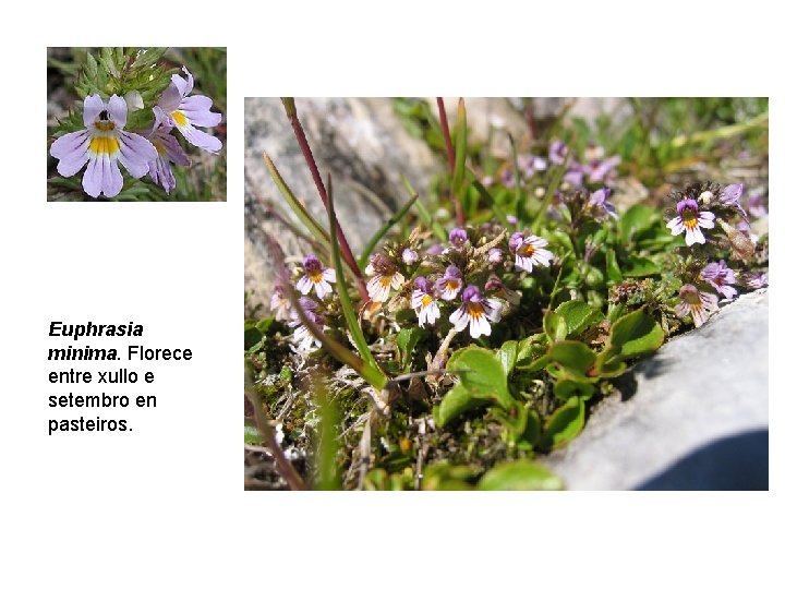 Euphrasia minima. Florece entre xullo e setembro en pasteiros. 