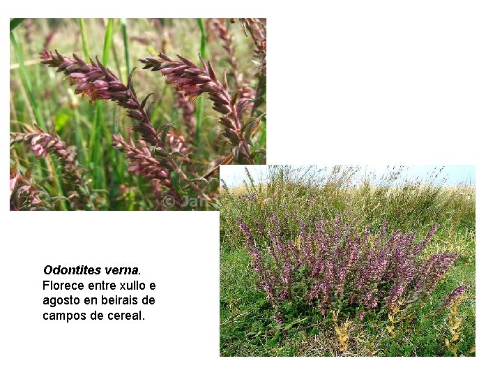 Odontites verna. Florece entre xullo e agosto en beirais de campos de cereal. 