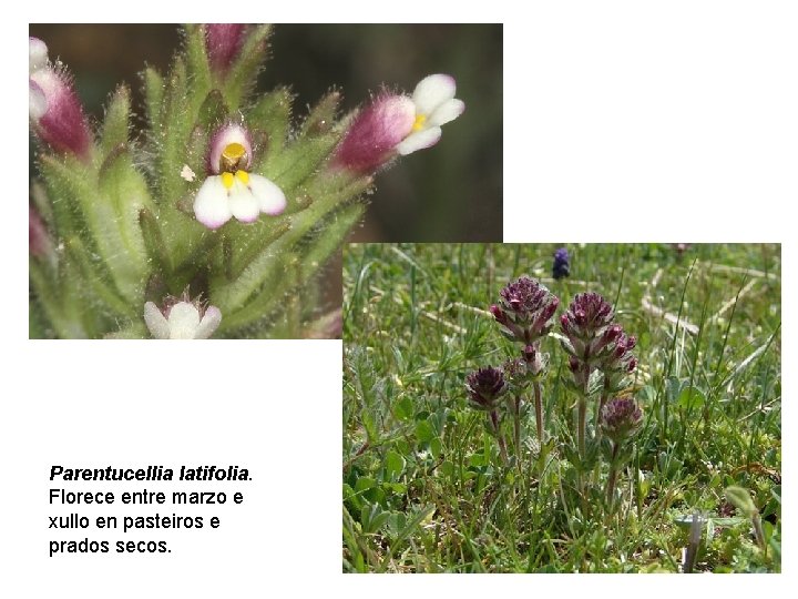 Parentucellia latifolia. Florece entre marzo e xullo en pasteiros e prados secos. 