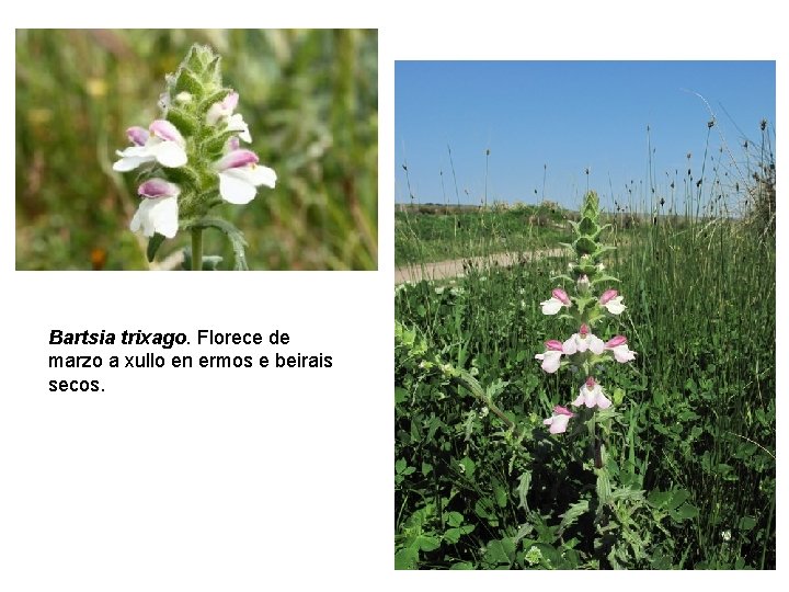 Bartsia trixago. Florece de marzo a xullo en ermos e beirais secos. 