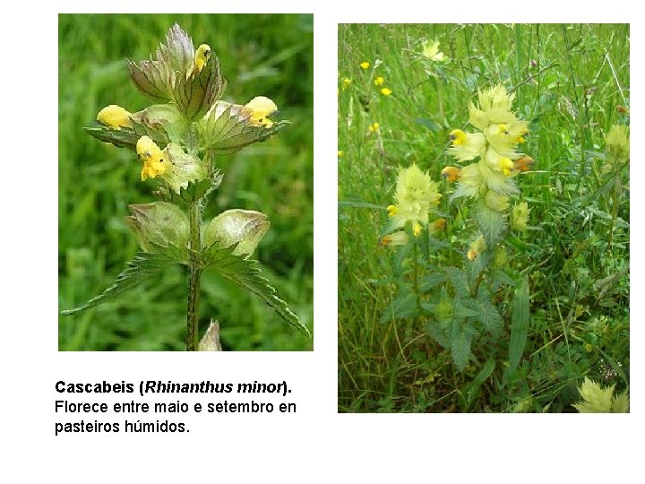 Cascabeis (Rhinanthus minor). Florece entre maio e setembro en pasteiros húmidos. 