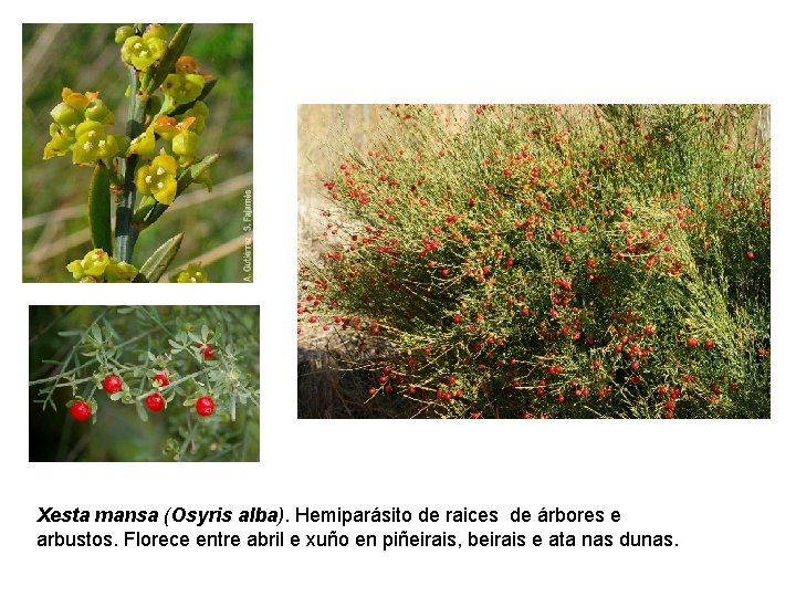 Xesta mansa (Osyris alba). Hemiparásito de raices de árbores e arbustos. Florece entre abril