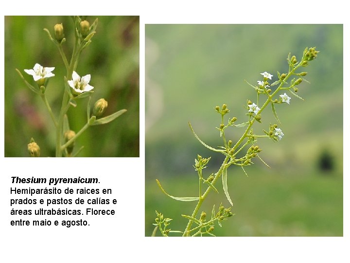 Thesium pyrenaicum. Hemiparásito de raices en prados e pastos de calías e áreas ultrabásicas.