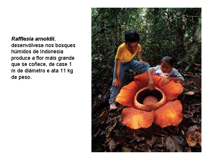 Rafflesia arnoldii, desenvólvese nos bosques húmidos de Indonesia produce a flor máis grande que