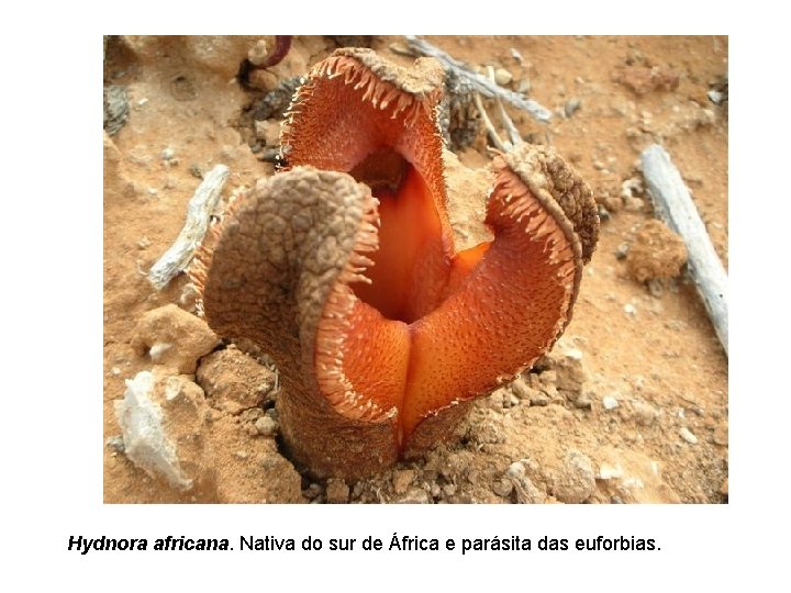 Hydnora africana. Nativa do sur de África e parásita das euforbias. 