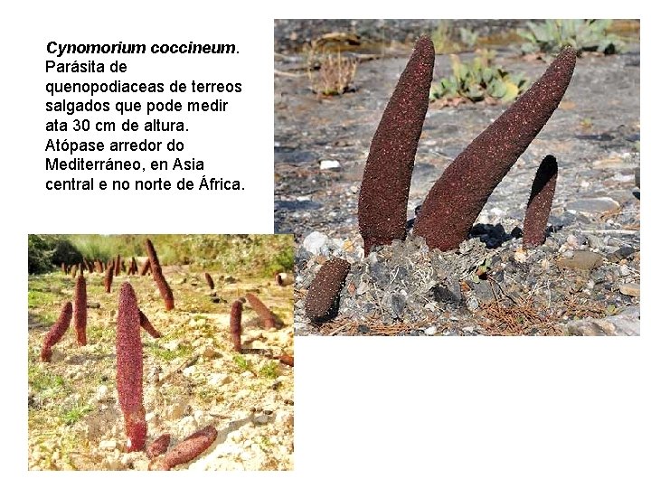 Cynomorium coccineum. Parásita de quenopodiaceas de terreos salgados que pode medir ata 30 cm