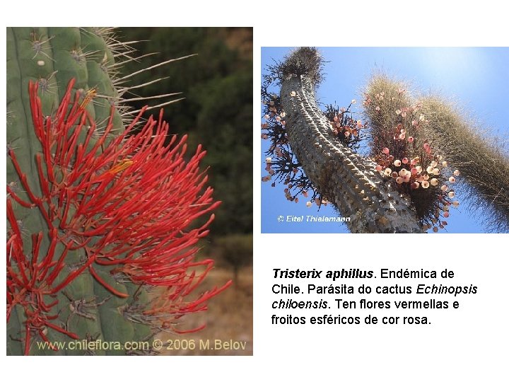 Tristerix aphillus. Endémica de Chile. Parásita do cactus Echinopsis chiloensis. Ten flores vermellas e