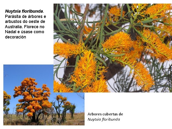 Nuytsia floribunda. Parásita de árbores e arbustos do oeste de Australia. Florece no Nadal