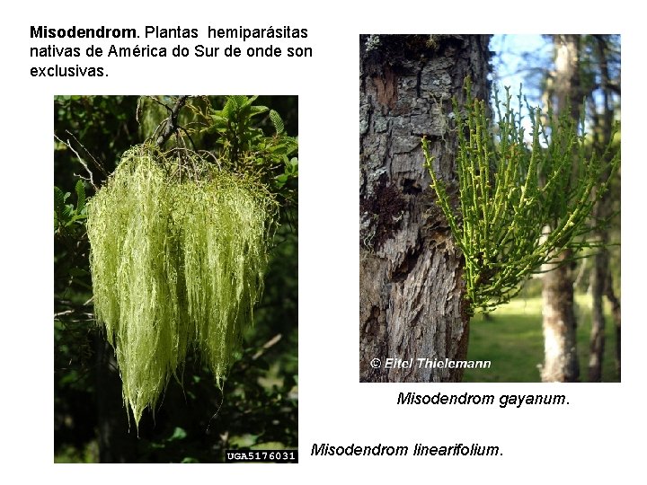 Misodendrom. Plantas hemiparásitas nativas de América do Sur de onde son exclusivas. Misodendrom gayanum.