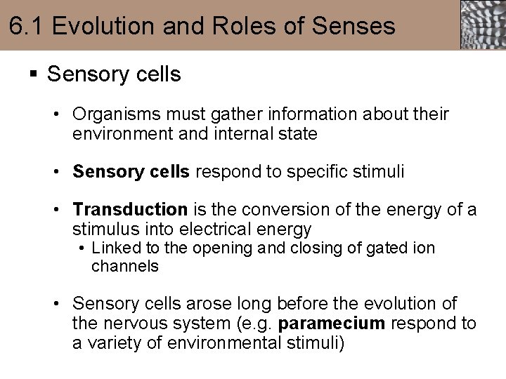 6. 1 Evolution and Roles of Senses § Sensory cells • Organisms must gather