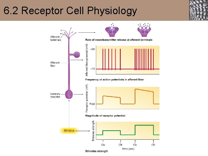 6. 2 Receptor Cell Physiology 