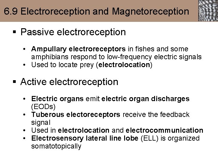 6. 9 Electroreception and Magnetoreception § Passive electroreception • Ampullary electroreceptors in fishes and