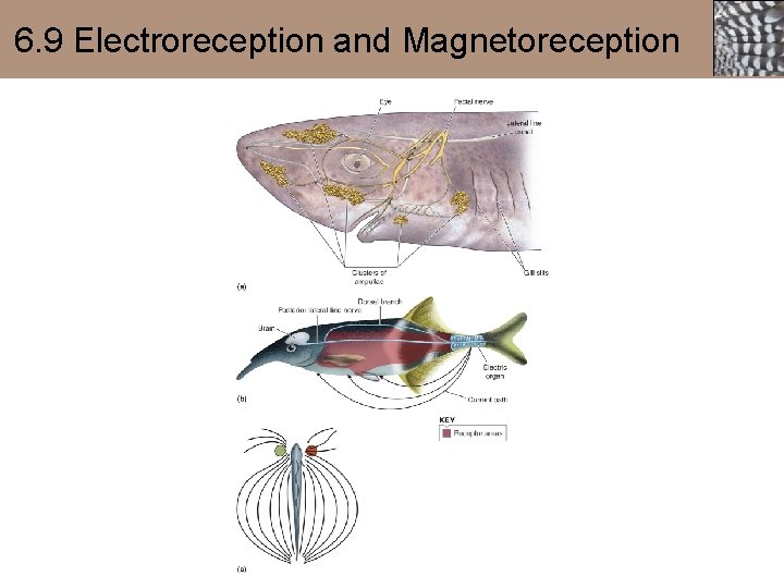 6. 9 Electroreception and Magnetoreception 