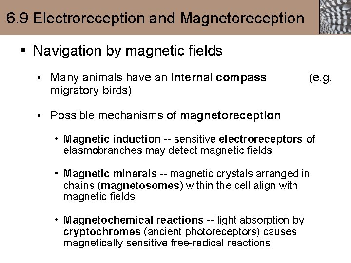 6. 9 Electroreception and Magnetoreception § Navigation by magnetic fields • Many animals have