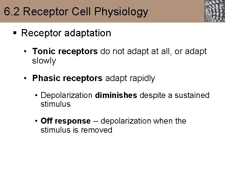 6. 2 Receptor Cell Physiology § Receptor adaptation • Tonic receptors do not adapt