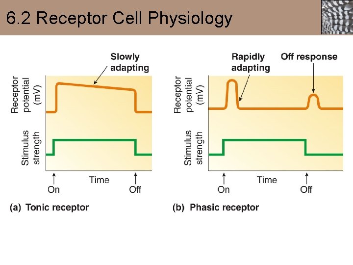 6. 2 Receptor Cell Physiology 