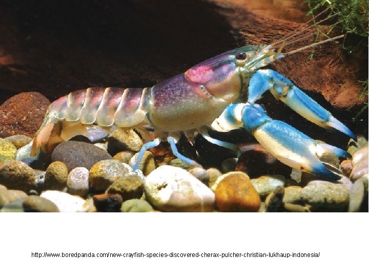 http: //www. boredpanda. com/new-crayfish-species-discovered-cherax-pulcher-christian-lukhaup-indonesia/ 