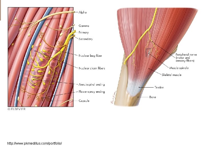 http: //www. pkmedillus. com/portfolio/ 