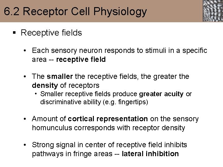6. 2 Receptor Cell Physiology § Receptive fields • Each sensory neuron responds to