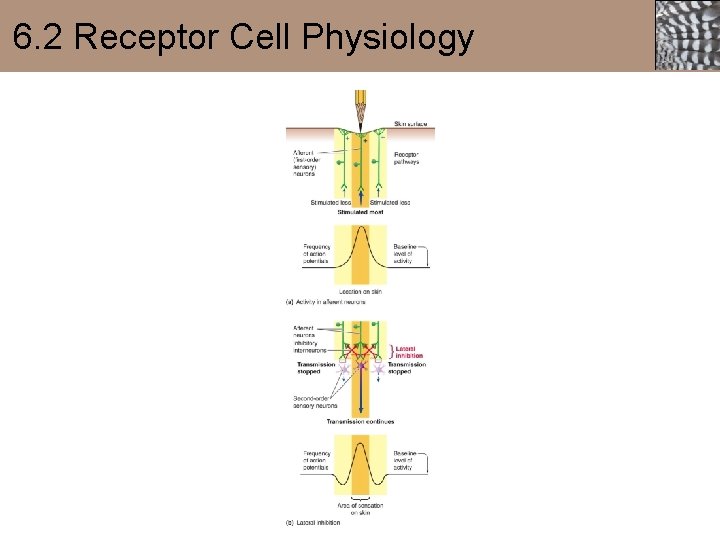 6. 2 Receptor Cell Physiology 