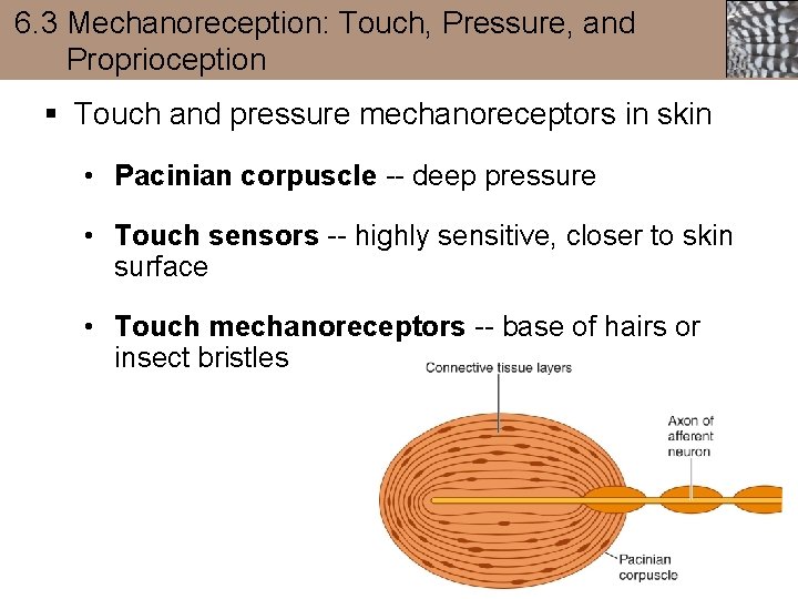 6. 3 Mechanoreception: Touch, Pressure, and Proprioception § Touch and pressure mechanoreceptors in skin