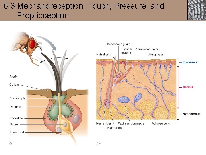 6. 3 Mechanoreception: Touch, Pressure, and Proprioception 