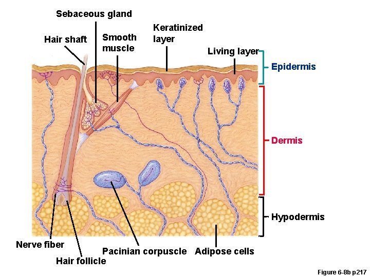 Sebaceous gland Hair shaft Smooth muscle Keratinized layer Living layer Epidermis Dermis Hypodermis Nerve