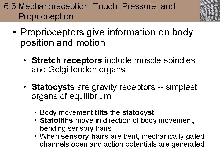 6. 3 Mechanoreception: Touch, Pressure, and Proprioception § Proprioceptors give information on body position
