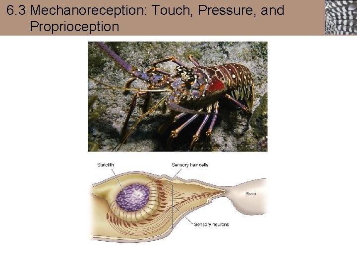 6. 3 Mechanoreception: Touch, Pressure, and Proprioception 