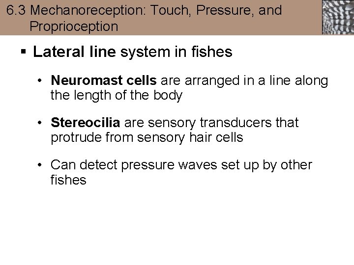 6. 3 Mechanoreception: Touch, Pressure, and Proprioception § Lateral line system in fishes •
