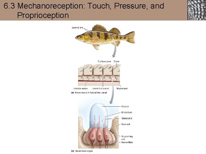 6. 3 Mechanoreception: Touch, Pressure, and Proprioception 