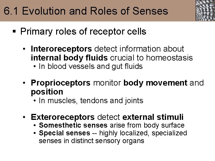 6. 1 Evolution and Roles of Senses § Primary roles of receptor cells •