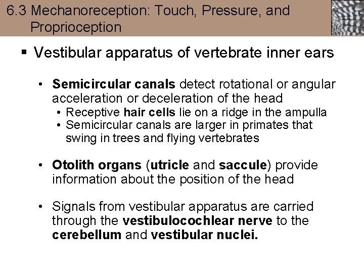 6. 3 Mechanoreception: Touch, Pressure, and Proprioception § Vestibular apparatus of vertebrate inner ears