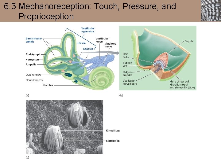 6. 3 Mechanoreception: Touch, Pressure, and Proprioception 