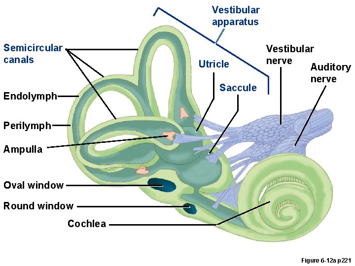 Vestibular apparatus Semicircular canals Utricle Saccule Endolymph Vestibular nerve Auditory nerve Perilymph Ampulla Oval