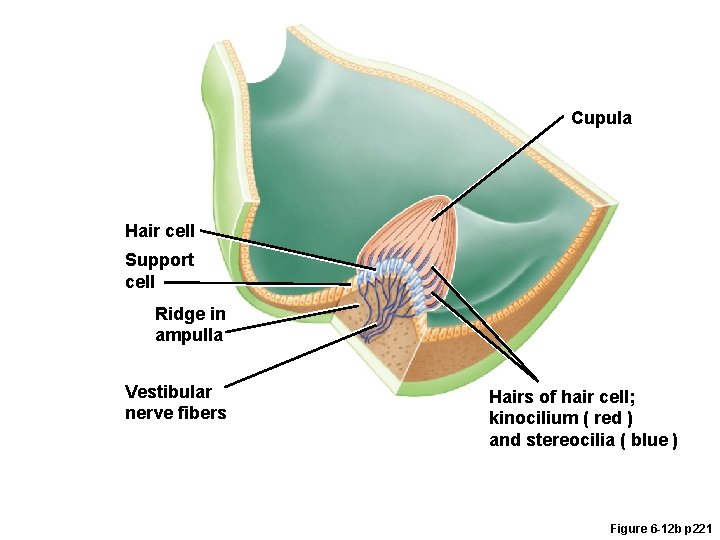 Cupula Hair cell Support cell Ridge in ampulla Vestibular nerve fibers Hairs of hair