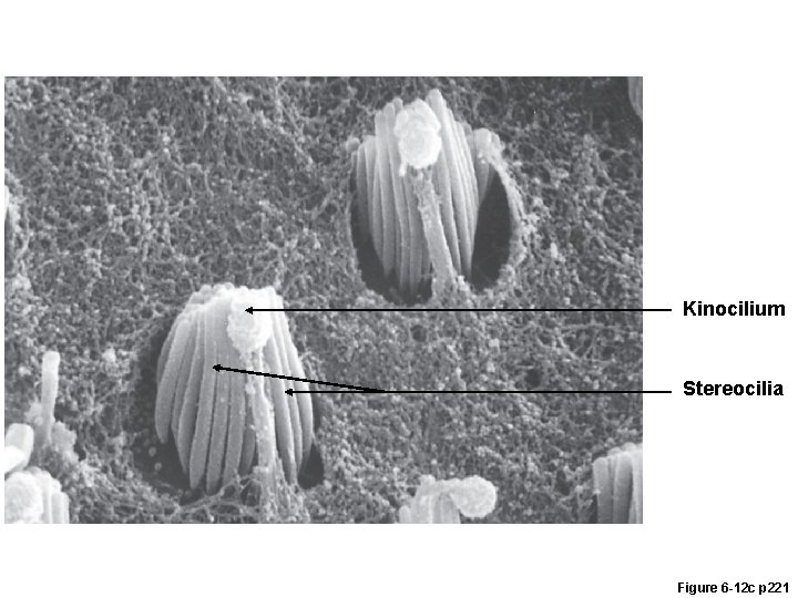 Kinocilium Stereocilia Figure 6 -12 c p 221 