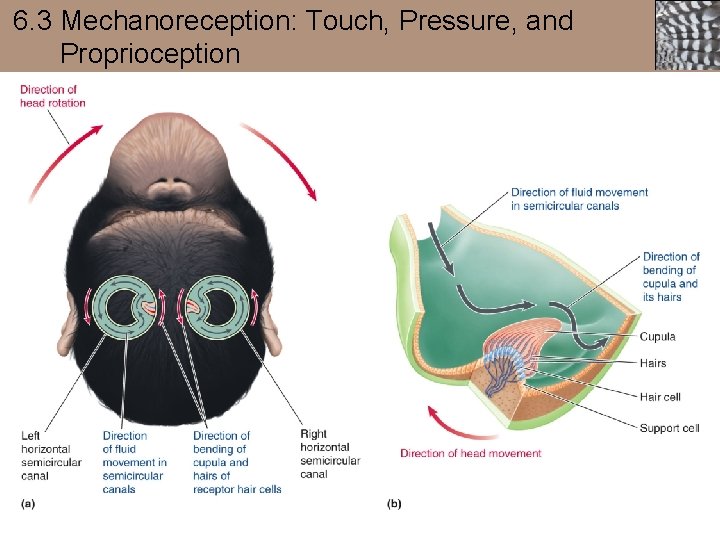 6. 3 Mechanoreception: Touch, Pressure, and Proprioception 