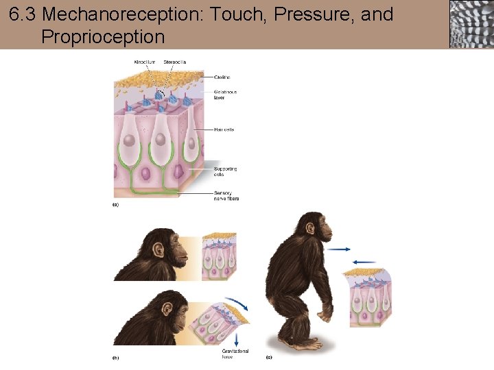 6. 3 Mechanoreception: Touch, Pressure, and Proprioception 