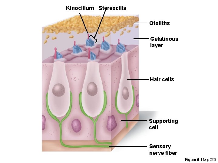 Kinocilium Stereocilia Otoliths Gelatinous layer Hair cells Supporting cell Sensory nerve fiber Figure 6