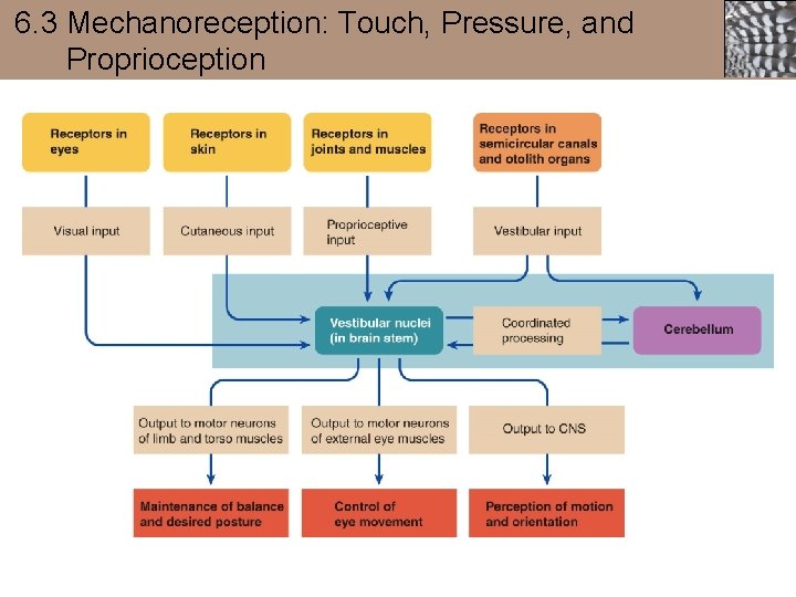 6. 3 Mechanoreception: Touch, Pressure, and Proprioception 