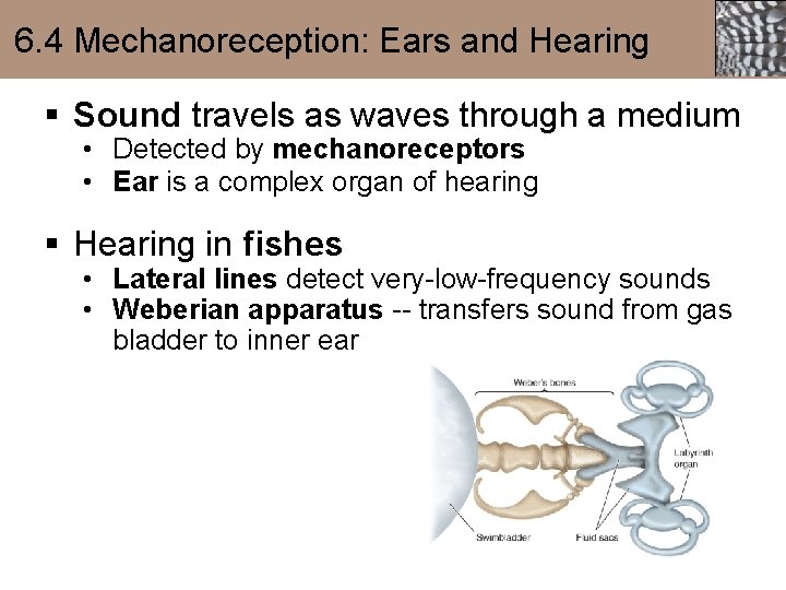 6. 4 Mechanoreception: Ears and Hearing § Sound travels as waves through a medium