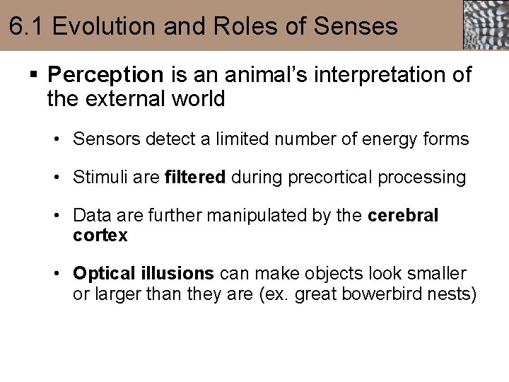 6. 1 Evolution and Roles of Senses § Perception is an animal’s interpretation of