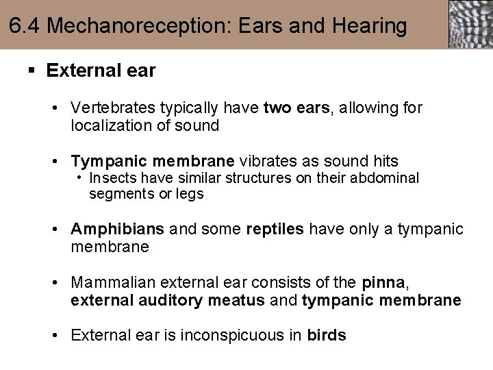 6. 4 Mechanoreception: Ears and Hearing § External ear • Vertebrates typically have two